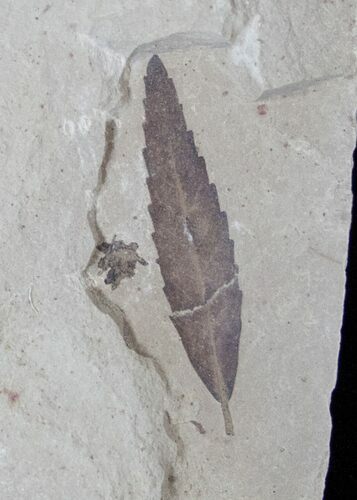 Fossil Willow Leaf (Salix cockerelli) - Utah #15866